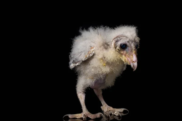 Ahır Baykuşu Tyto Alba Nın Bir Yavrusu Siyah Arka Planda — Stok fotoğraf
