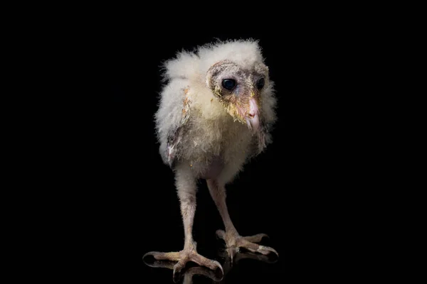 Kuře Stodoly Sova Tyto Alba Izolované Černém Pozadí — Stock fotografie