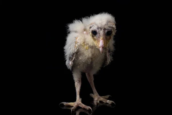 Kuře Stodoly Sova Tyto Alba Izolované Černém Pozadí — Stock fotografie