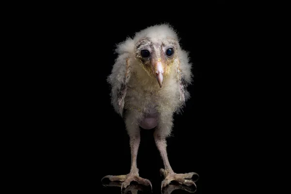 Chick Barn Owl Tyto Alba Isolated Black Background — Stock Photo, Image