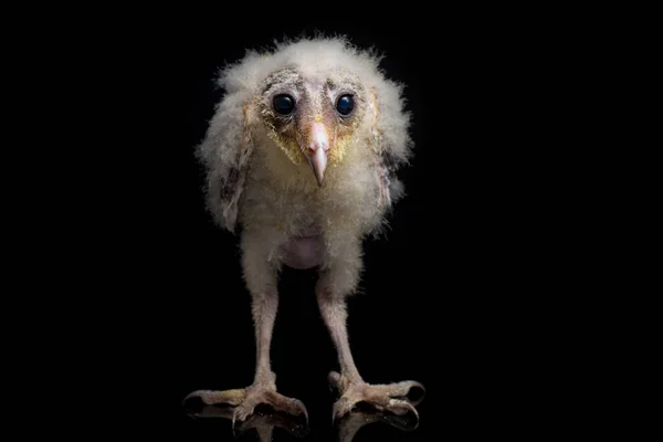 Kuře Stodoly Sova Tyto Alba Izolované Černém Pozadí — Stock fotografie