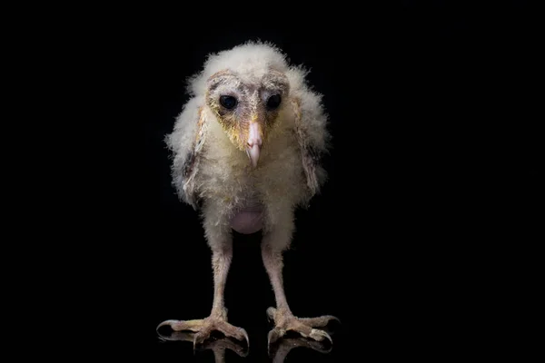 Chick Barn Owl Tyto Alba Isolated Black Background — Stock Photo, Image