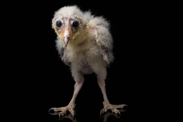 Een Kuiken Van Schuur Uil Tyto Alba Geïsoleerd Zwarte Achtergrond — Stockfoto