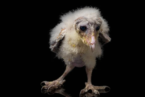 Brud Barn Owl Tyto Alba Isolerad Svart Bakgrund — Stockfoto