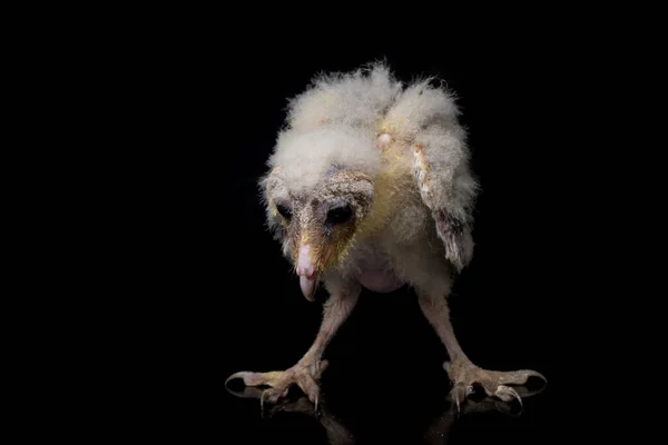 从黑色背景分离出来的Barn Owl Tyto Alba的小鸡 — 图库照片