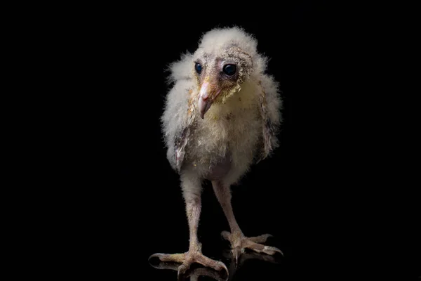 Kuře Stodoly Sova Tyto Alba Izolované Černém Pozadí — Stock fotografie