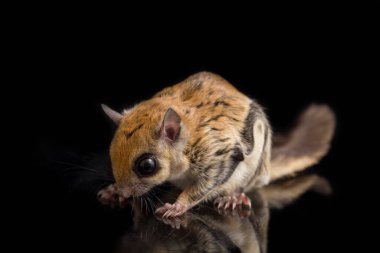 Java uçan sincabı (Iomys horsfieldii), Sciuridae familyasından bir kemirgen türüdür. Endonezya, Malezya ve Singapur 'da bulunur. Siyah arkaplanda izole