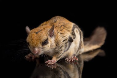 Java uçan sincabı (Iomys horsfieldii), Sciuridae familyasından bir kemirgen türüdür. Endonezya, Malezya ve Singapur 'da bulunur. Siyah arkaplanda izole