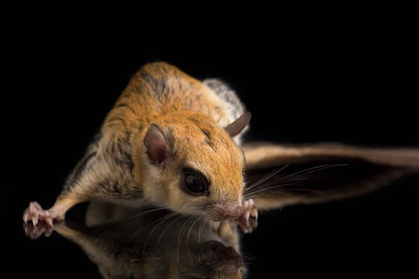 Jávai Repülő Mókus Iomys Horsfieldii Sciuridae Családba Tartozó Rágcsálófaj Indonéziában — Stock Fotó