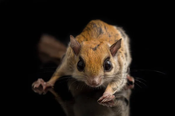 Das Javanische Gleithörnchen Iomys Horsfieldii Ist Eine Nagetierart Aus Der — Stockfoto