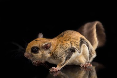 Java uçan sincabı (Iomys horsfieldii), Sciuridae familyasından bir kemirgen türüdür. Endonezya, Malezya ve Singapur 'da bulunur. Siyah arkaplanda izole