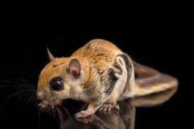 Java uçan sincabı (Iomys horsfieldii), Sciuridae familyasından bir kemirgen türüdür. Endonezya, Malezya ve Singapur 'da bulunur. Siyah arkaplanda izole