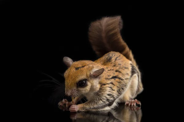 Das Javanische Gleithörnchen Iomys Horsfieldii Ist Eine Nagetierart Aus Der — Stockfoto