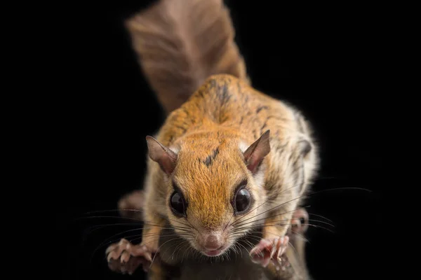 Das Javanische Gleithörnchen Iomys Horsfieldii Ist Eine Nagetierart Aus Der — Stockfoto