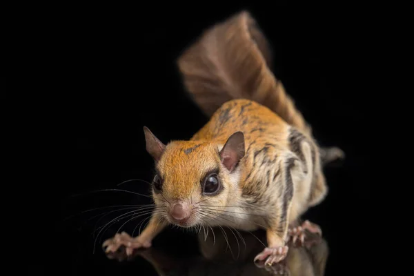 Iomys Horsfieldii Est Une Espèce Rongeurs Famille Des Sciuridae Trouve — Photo