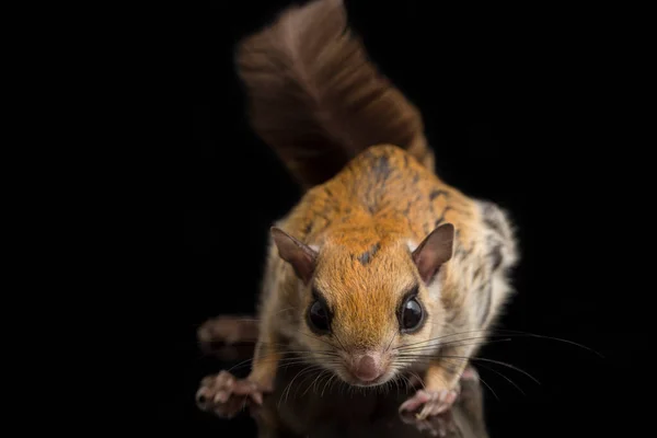 Den Javanesiska Flygekorren Iomys Horsfieldii Gnagare Familjen Sciuridae Den Finns — Stockfoto