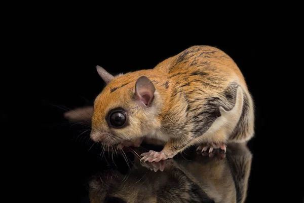 Das Javanische Gleithörnchen Iomys Horsfieldii Ist Eine Nagetierart Aus Der — Stockfoto