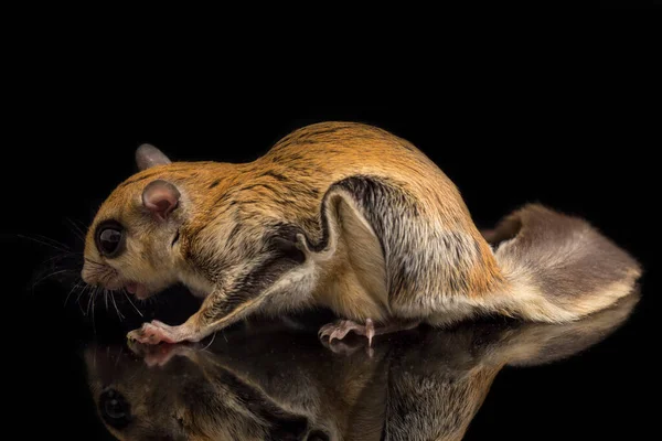 The Javanese flying squirrel (Iomys horsfieldii) is a species of rodent in the family Sciuridae. It is found in Indonesia, Malaysia, and Singapore. Isolated on black background