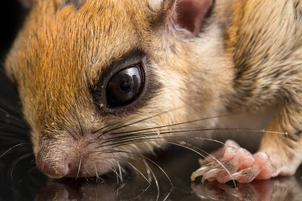 Iomys Horsfieldii Una Especie Roedor Familia Sciuridae Habita Indonesia Malasia —  Fotos de Stock