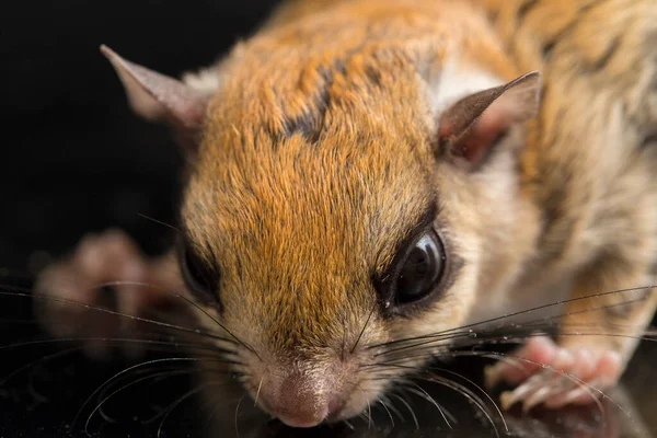 The Javanese flying squirrel (Iomys horsfieldii) is a species of rodent in the family Sciuridae. It is found in Indonesia, Malaysia, and Singapore. Isolated on black background