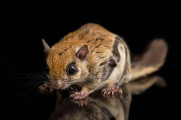 Javanská Létající Veverka Iomys Horsfieldii Druh Hlodavců Čeledi Sciuridae Nachází — Stock fotografie