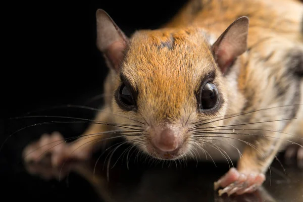 Iomys Horsfieldii Una Especie Roedor Familia Sciuridae Habita Indonesia Malasia —  Fotos de Stock