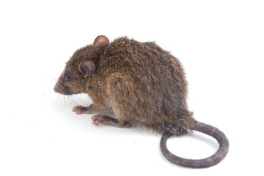 Kahverengi Sıçan Rattus çıngıraklı yılanı beyaz arkaplanda izole edildi