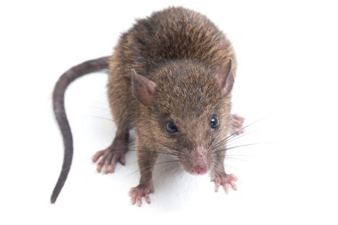 Kahverengi Sıçan Rattus çıngıraklı yılanı beyaz arkaplanda izole edildi