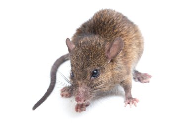 Kahverengi Sıçan Rattus çıngıraklı yılanı beyaz arkaplanda izole edildi