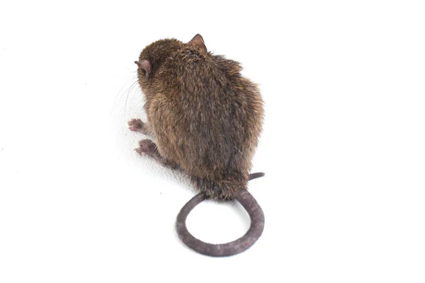 Bruine Rat Rattus Rattus Geïsoleerd Witte Achtergrond — Stockfoto