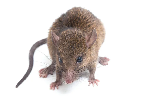 Bruine Rat Rattus Rattus Geïsoleerd Witte Achtergrond — Stockfoto