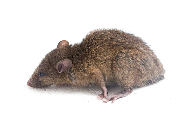 Bruine Rat Rattus Rattus Geïsoleerd Witte Achtergrond — Stockfoto