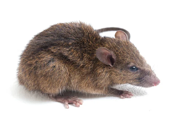 Brown Rat Rattus Κροταλίας Απομονώνονται Λευκό Φόντο — Φωτογραφία Αρχείου