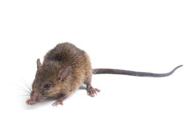 Kahverengi Sıçan Rattus çıngıraklı yılanı beyaz arkaplanda izole edildi