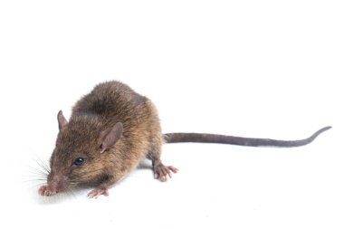 Kahverengi Sıçan Rattus çıngıraklı yılanı beyaz arkaplanda izole edildi
