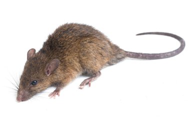 Kahverengi Sıçan Rattus çıngıraklı yılanı beyaz arkaplanda izole edildi