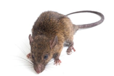 Kahverengi Sıçan Rattus çıngıraklı yılanı beyaz arkaplanda izole edildi