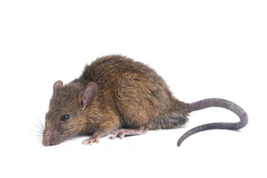 Kahverengi Sıçan Rattus çıngıraklı yılanı beyaz arkaplanda izole edildi