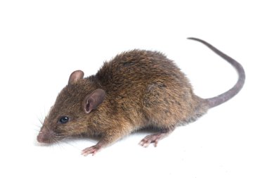 Kahverengi Sıçan Rattus çıngıraklı yılanı beyaz arkaplanda izole edildi