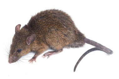 Kahverengi Sıçan Rattus çıngıraklı yılanı beyaz arkaplanda izole edildi