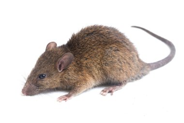 Kahverengi Sıçan Rattus çıngıraklı yılanı beyaz arkaplanda izole edildi