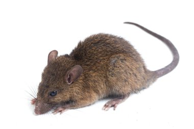 Kahverengi Sıçan Rattus çıngıraklı yılanı beyaz arkaplanda izole edildi