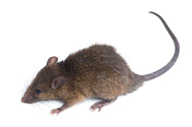 Kahverengi Sıçan Rattus çıngıraklı yılanı beyaz arkaplanda izole edildi
