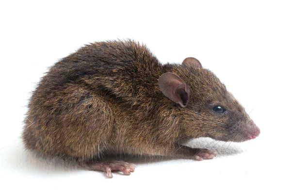 Bruine Rat Rattus Rattus Geïsoleerd Witte Achtergrond — Stockfoto