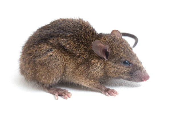 Bruine Rat Rattus Rattus Geïsoleerd Witte Achtergrond — Stockfoto