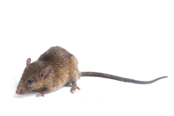 Brązowy Szczur Rattus Rattus Izolowany Białym Tle — Zdjęcie stockowe