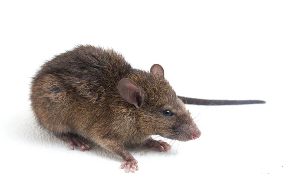 Brown Rat Rattus Rattus Izolované Bílém Pozadí — Stock fotografie