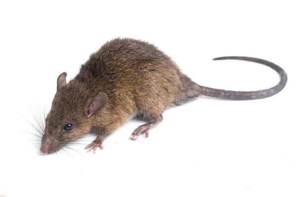 Brown Rat Rattus Rattus Isolated White Background — Stock Photo, Image