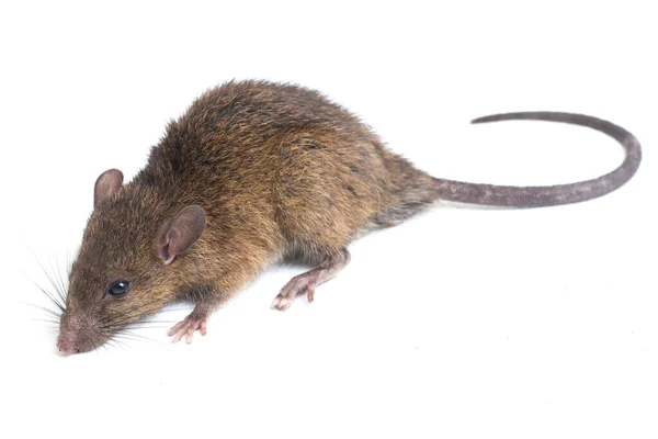 Bruine Rat Rattus Rattus Geïsoleerd Witte Achtergrond — Stockfoto