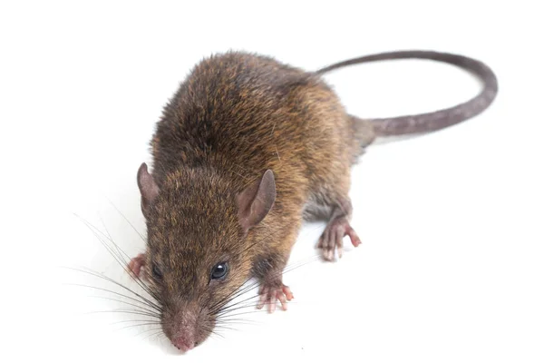 Bruine Rat Rattus Rattus Geïsoleerd Witte Achtergrond — Stockfoto